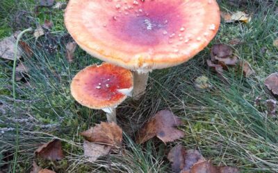 Oost West Empty Nest