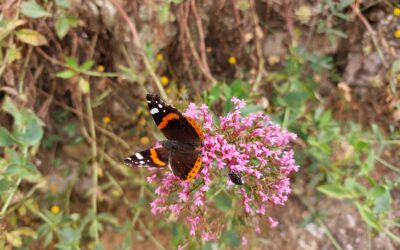 Feng Shui tuin tips: alles wat je wilt weten